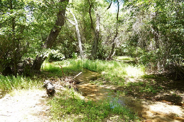 Polsa.Rosa.Creek.Trees.29