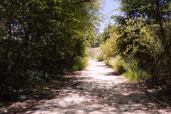 Polsa.Rosa.Creek.Trees.04 Polsa.Rosa.Creek.Trees.04