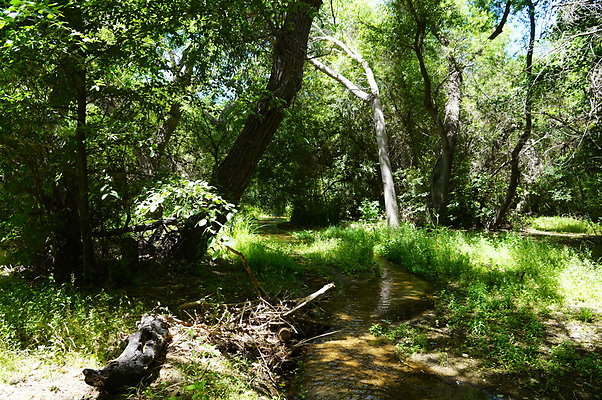 Polsa.Rosa.Creek.Trees.34 Polsa.Rosa.Creek.Trees.34