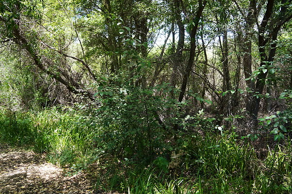 Polsa.Rosa.Creek.Trees.12 Polsa.Rosa.Creek.Trees.12