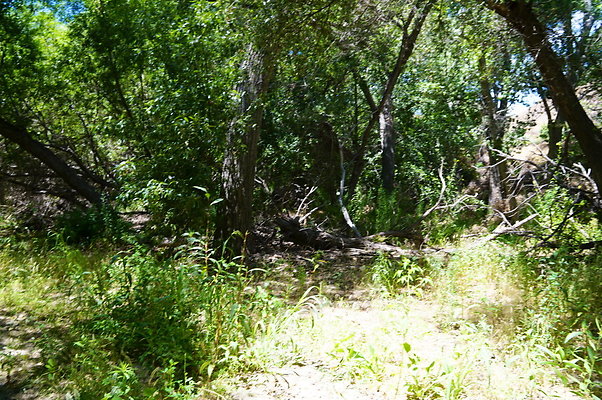 Polsa.Rosa.Creek.Trees.86