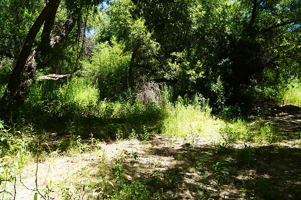 Polsa.Rosa.Creek.Trees.76