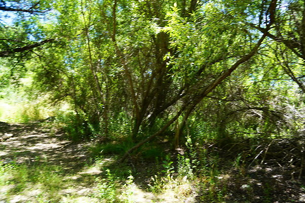 Polsa.Rosa.Creek.Trees.80
