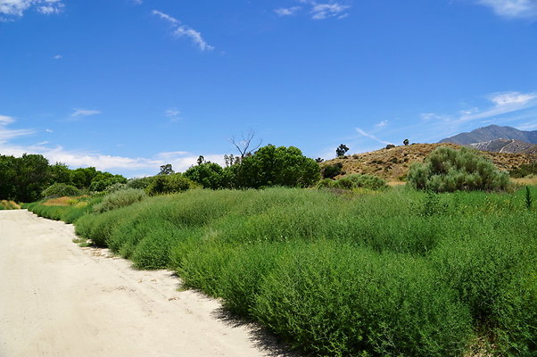 Polsa.Rosa.Creek.Trees.94