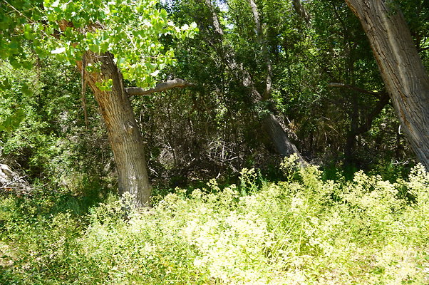 Polsa.Rosa.Creek.Trees.51