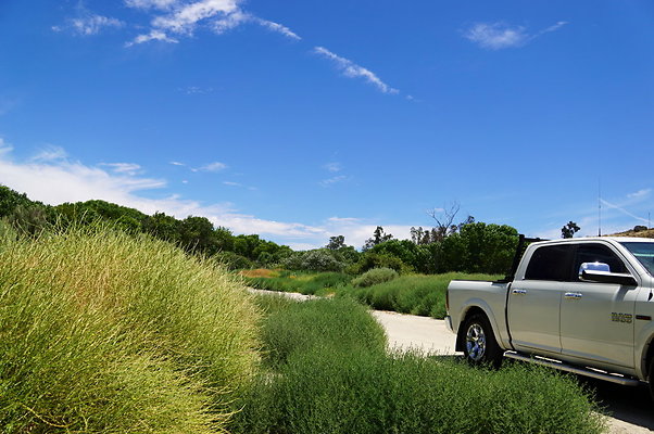 Polsa.Rosa.Creek.Trees.42