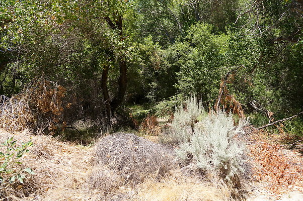 Polsa.Rosa.Creek.Trees.48