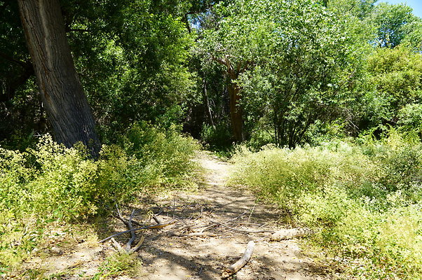 Polsa.Rosa.Creek.Trees.52