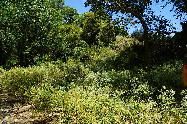 Polsa.Rosa.Creek.Trees.53