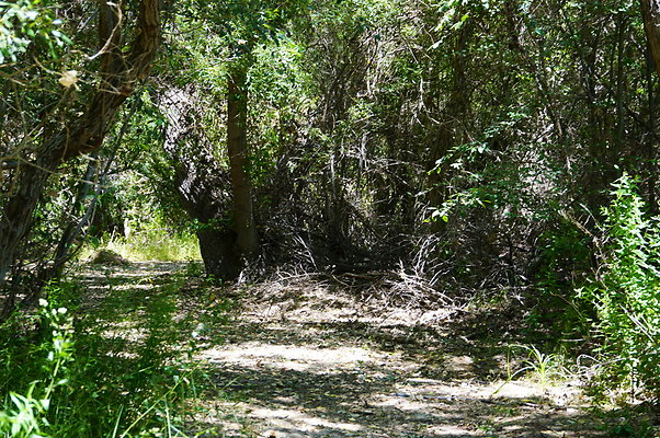 Polsa.Rosa.Creek.Trees.58