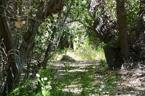 Polsa.Rosa.Creek.Trees.59