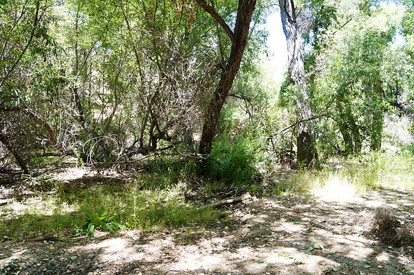 Polsa.Rosa.Creek.Trees.68