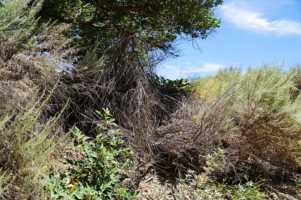 Polsa.Rosa.Creek.Trees.45