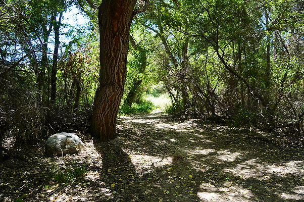 Polsa.Rosa.Creek.Trees.90