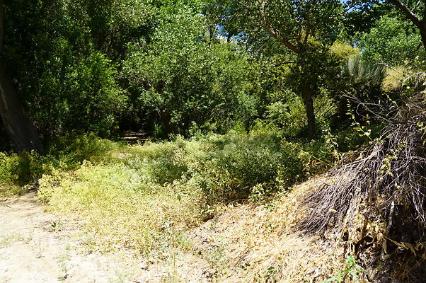 Polsa.Rosa.Creek.Trees.50