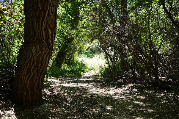 Polsa.Rosa.Creek.Trees.91