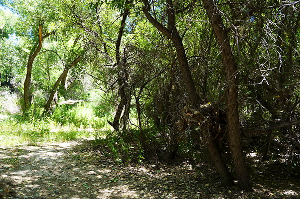 Polsa.Rosa.Creek.Trees.71