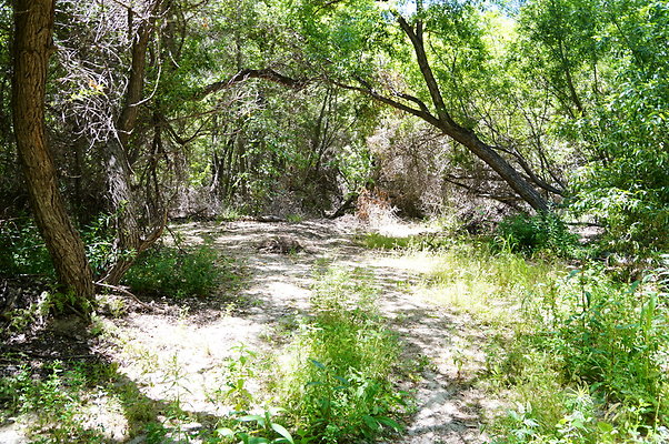 Polsa.Rosa.Creek.Trees.85