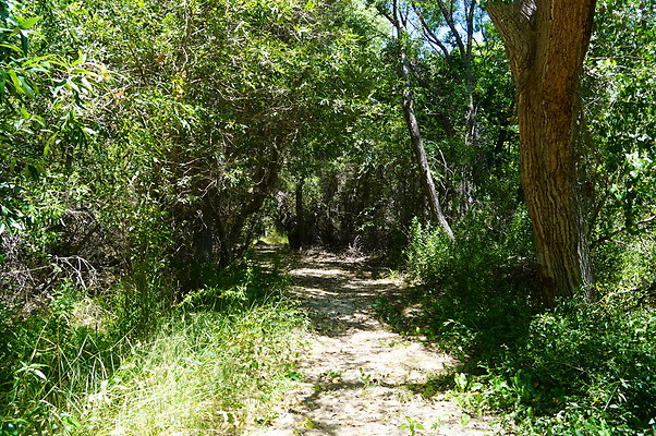 Polsa.Rosa.Creek.Trees.55