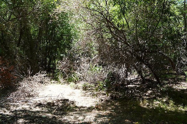 Polsa.Rosa.Creek.Trees.74