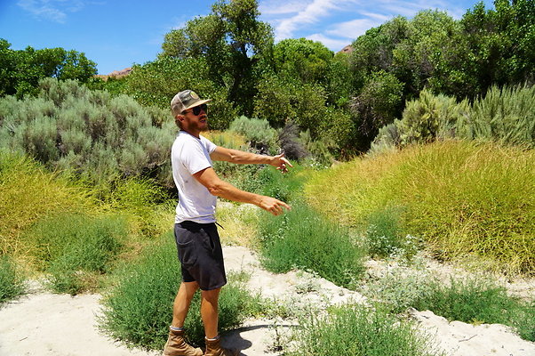 Polsa.Rosa.Creek.Trees.40