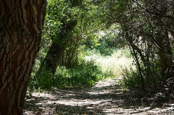 Polsa.Rosa.Creek.Trees.92