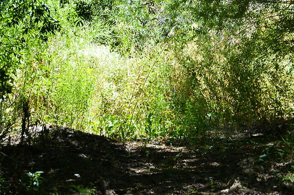 Polsa.Rosa.Creek.Trees.83