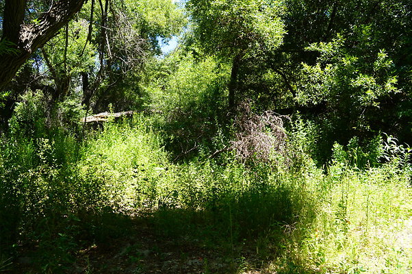 Polsa.Rosa.Creek.Trees.78