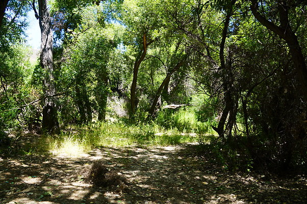 Polsa.Rosa.Creek.Trees.70