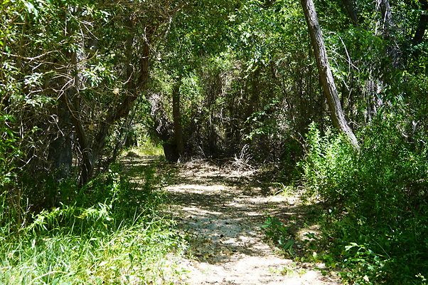 Polsa.Rosa.Creek.Trees.57