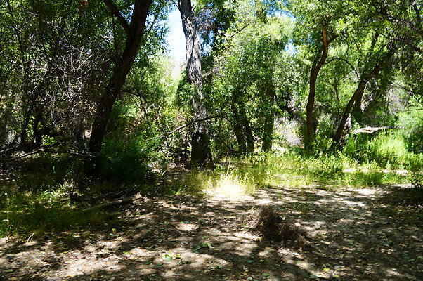 Polsa.Rosa.Creek.Trees.69