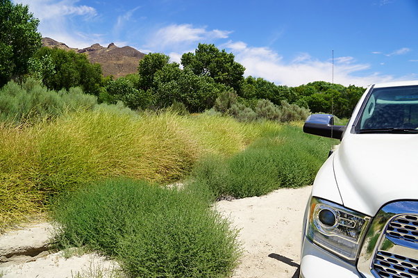 Polsa.Rosa.Creek.Trees.41