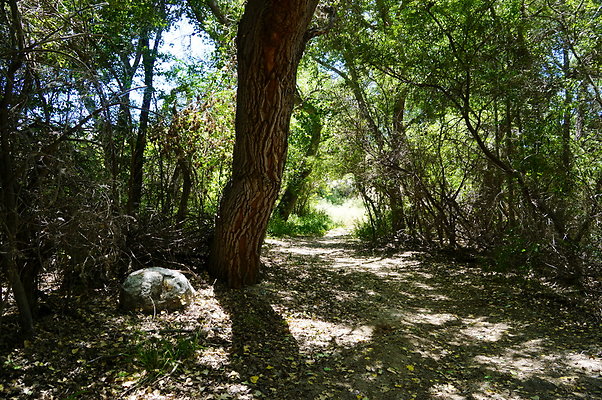 Polsa.Rosa.Creek.Trees.87