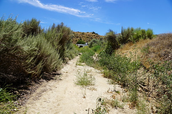 Polsa.Rosa.Creek.Trees.46