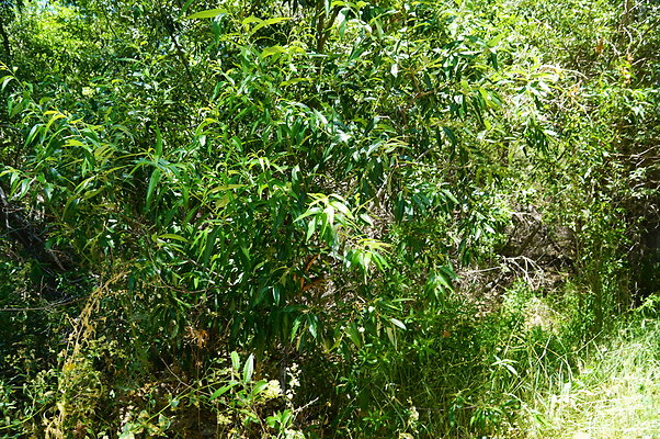 Polsa.Rosa.Creek.Trees.54