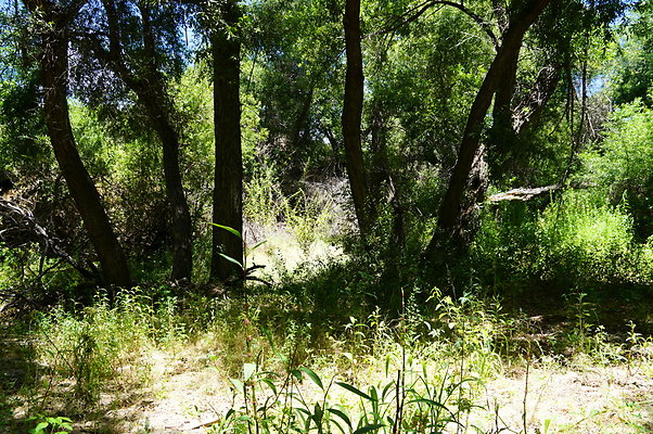 Polsa.Rosa.Creek.Trees.75