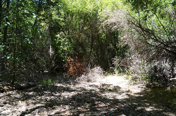 Polsa.Rosa.Creek.Trees.89