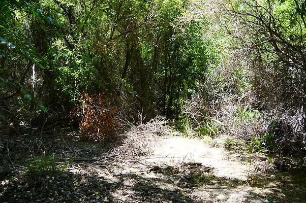 Polsa.Rosa.Creek.Trees.73