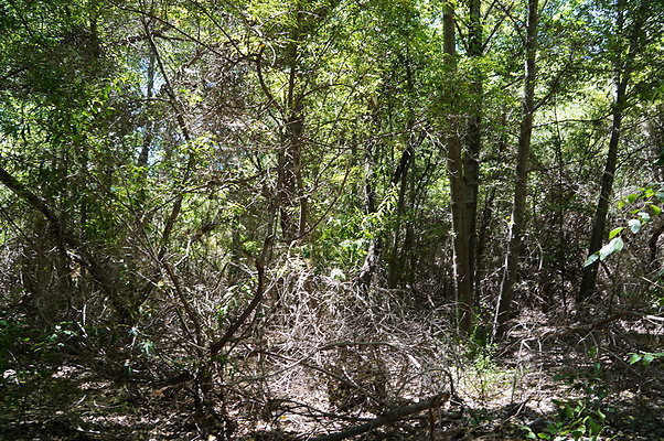 Polsa.Rosa.Creek.Trees.65