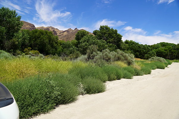 Polsa.Rosa.Creek.Trees.93