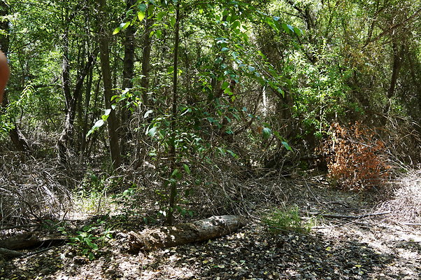 Polsa.Rosa.Creek.Trees.72