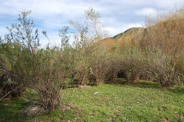 DSC 0061