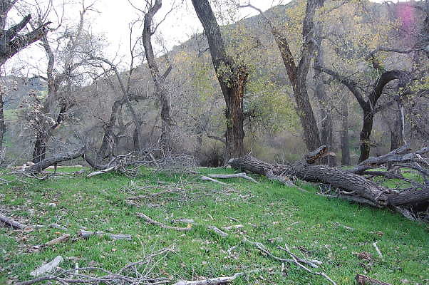 Rancho Temescal.Piru.Cottonwood Trees