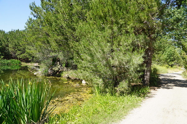 GO.Pine.Lake.03