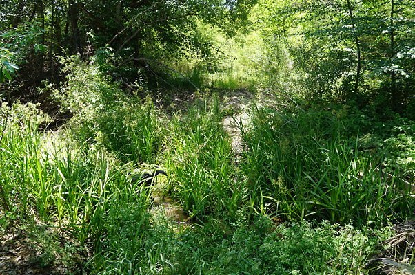 Polsa.R.Creek.N.05