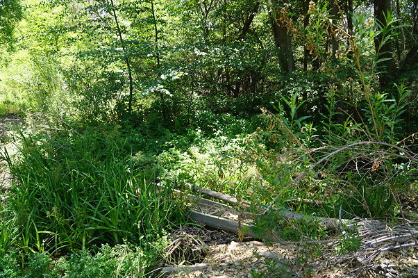 Polsa.R.Creek.N.06