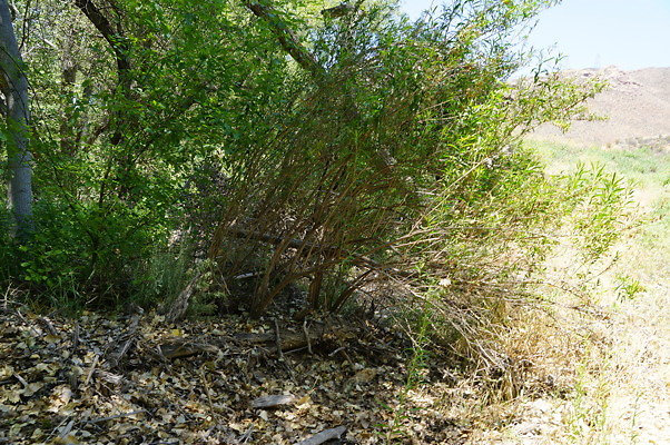 Polsa.R.Creek.N.10