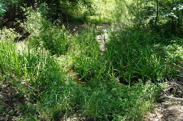 Polsa.R.Creek.N.08