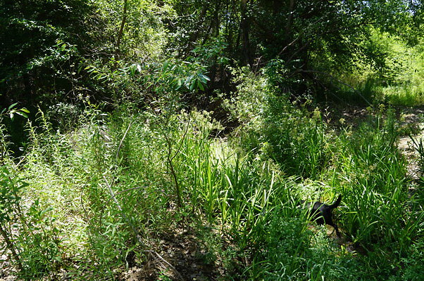Polsa.R.Creek.N.04