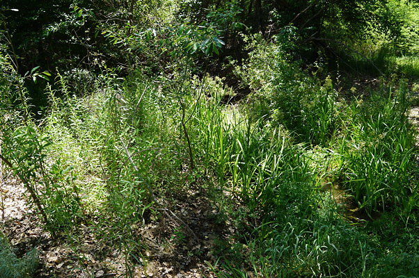 Polsa.R.Creek.N.07